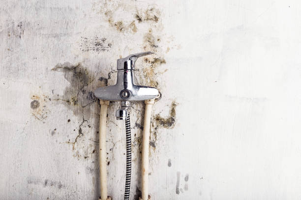 Best Mold Remediation  in Windsor, NC