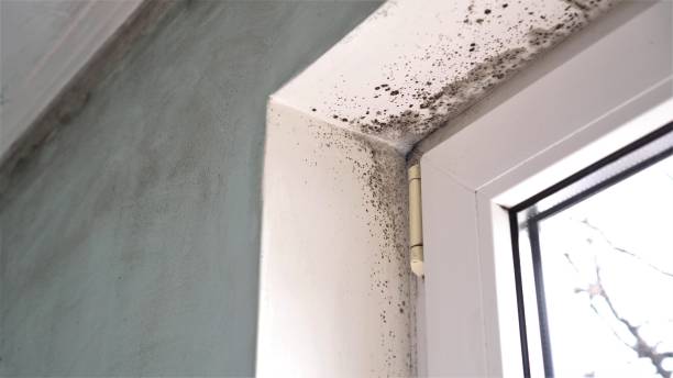 Best Toxic Mold Removal  in Windsor, NC