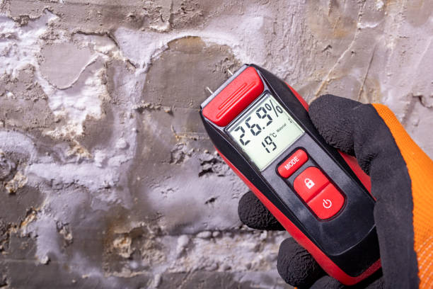 Best Commercial Mold Removal  in Windsor, NC