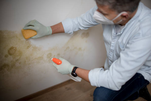 Best Certified Mold Removal  in Windsor, NC