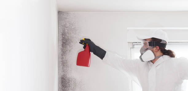 Best Mold Removal and Inspection  in Windsor, NC