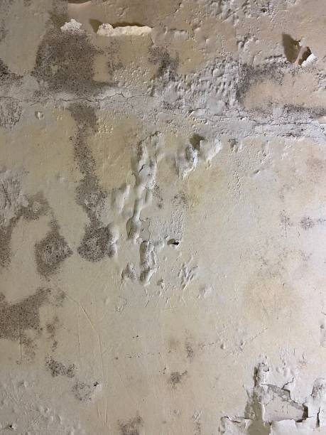 Mold Removal Process in Windsor, NC