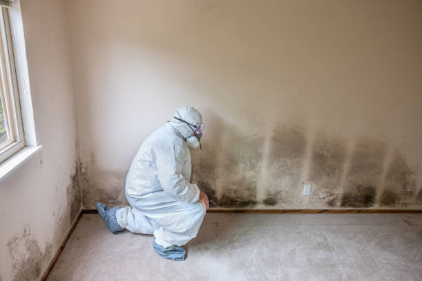 Trusted Windsor, NC Mold Removal Experts