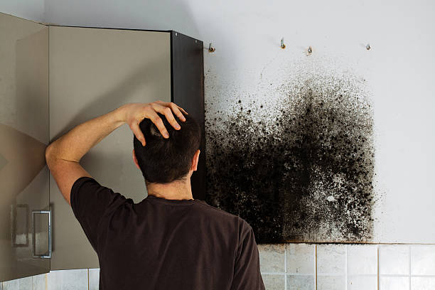 Best Residential Mold Removal  in Windsor, NC