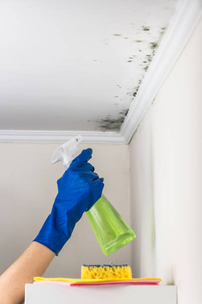 Best Local Mold Removal Service  in Windsor, NC